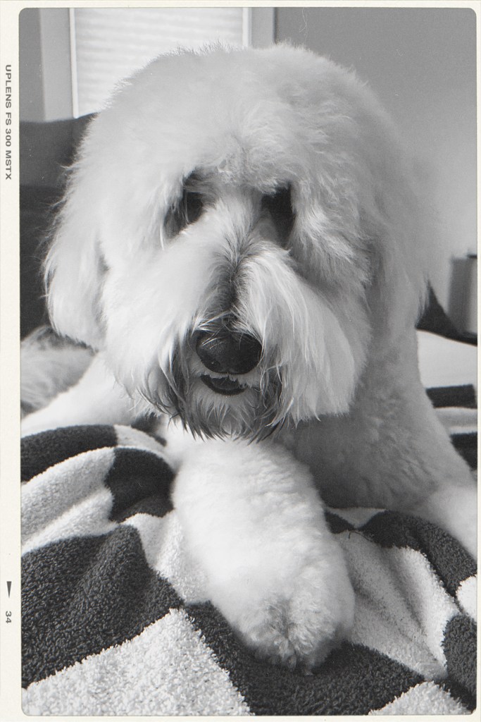 jeana ceglia home page - my fluffy goldendoodle sophie